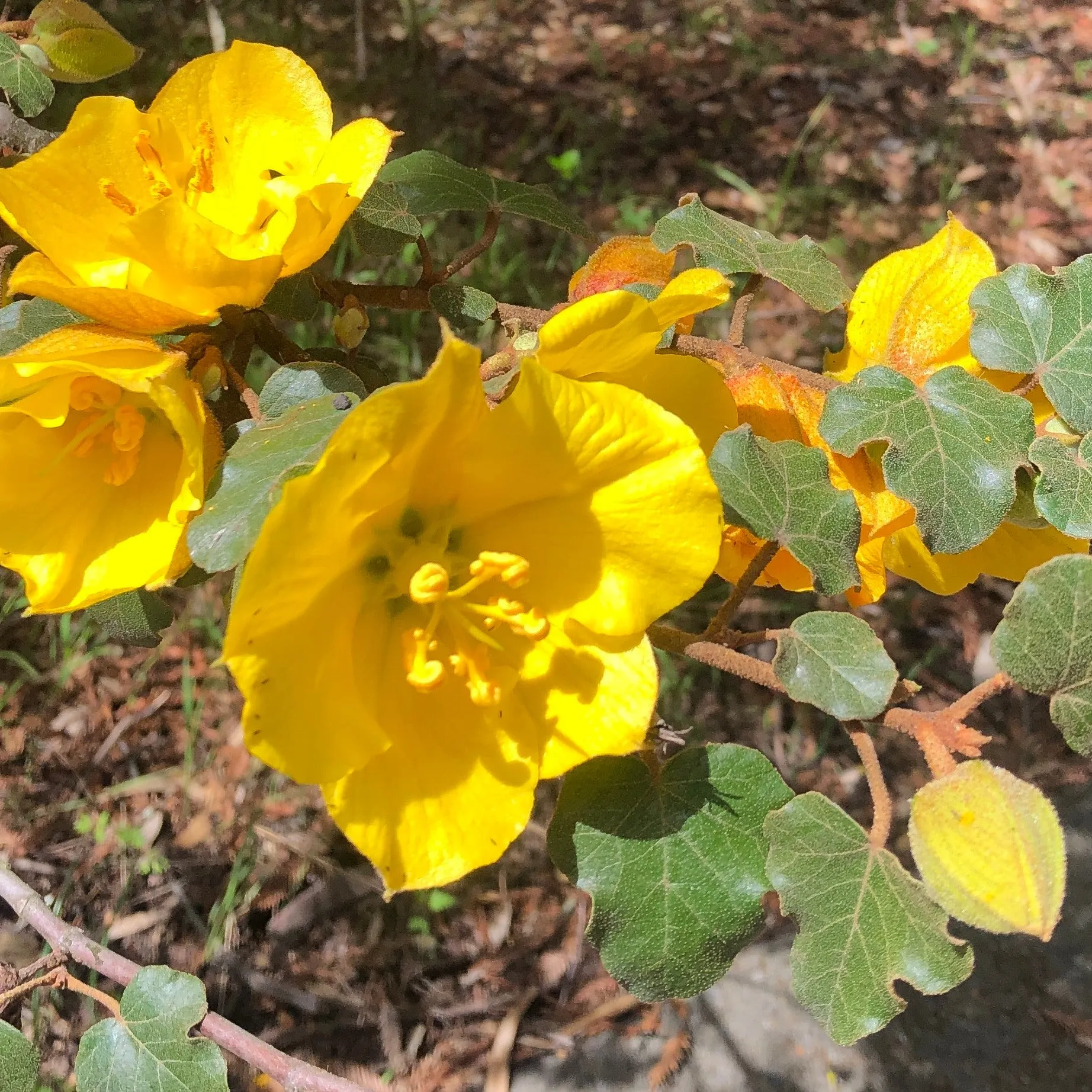 California Flannelbush Fremontodendron californicum 5 Seeds  USA Company