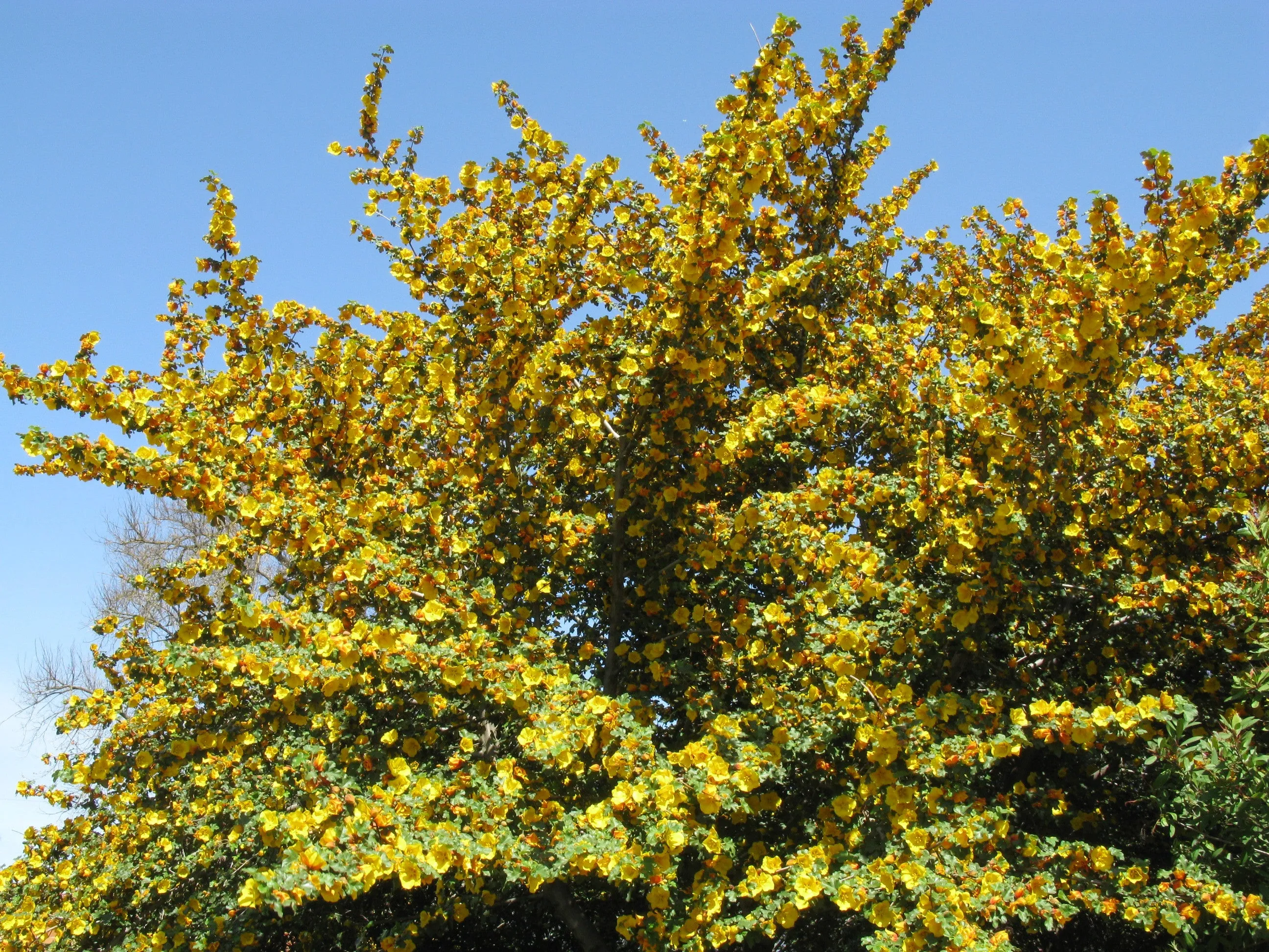 California Flannelbush Fremontodendron californicum 5 Seeds  USA Company