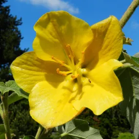 California Flannelbush Fremontodendron californicum 5 Seeds  USA Company